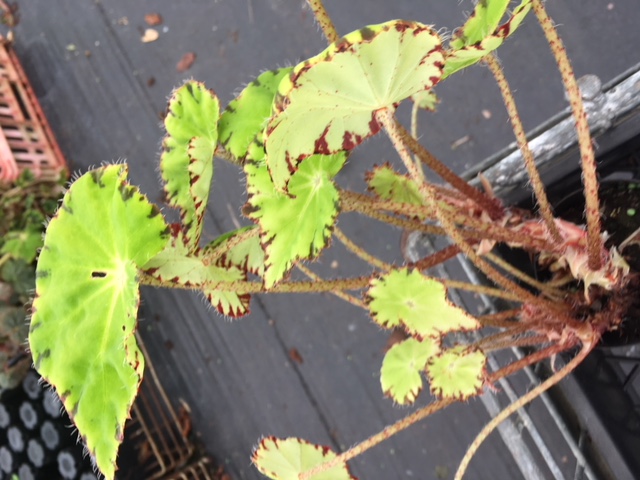B. ‘Annan Yellow’